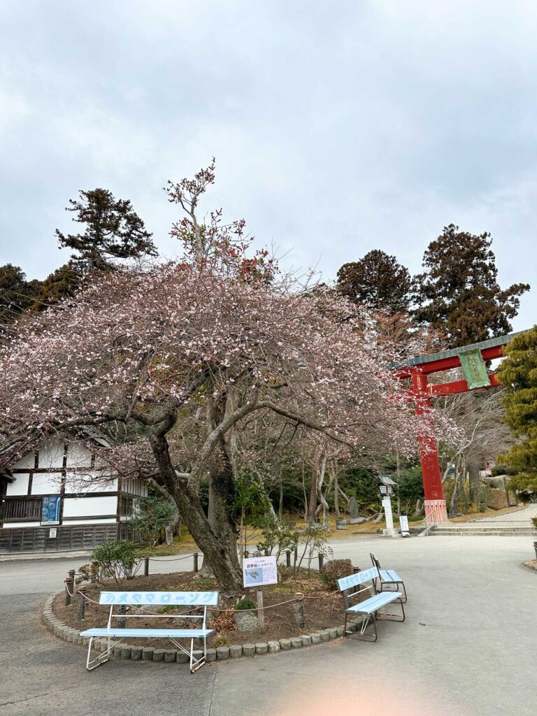 塩釜神社の四季桜